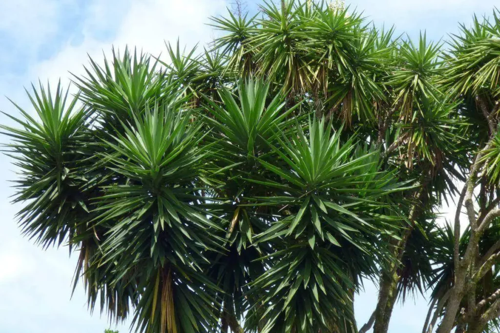 Planta Yucca guatemalensis com fundo do céu azul