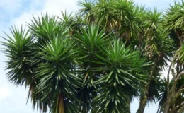 planta yucca guatemalensis com fundo azul do céu