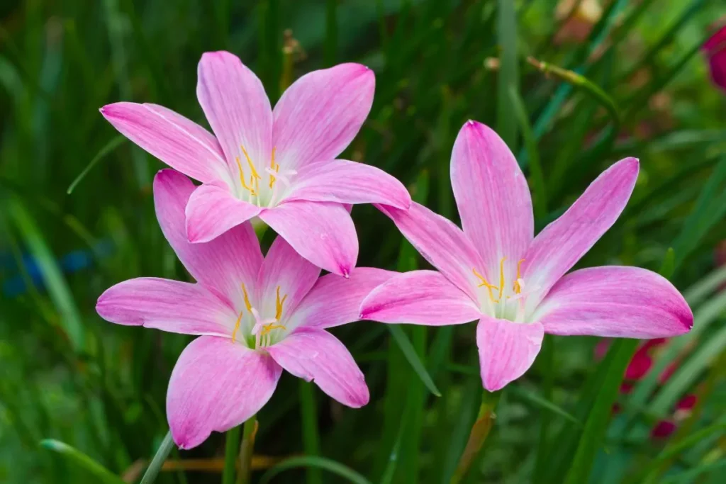 Flores da estação primavera Zephyranthes robusta de cor rosa