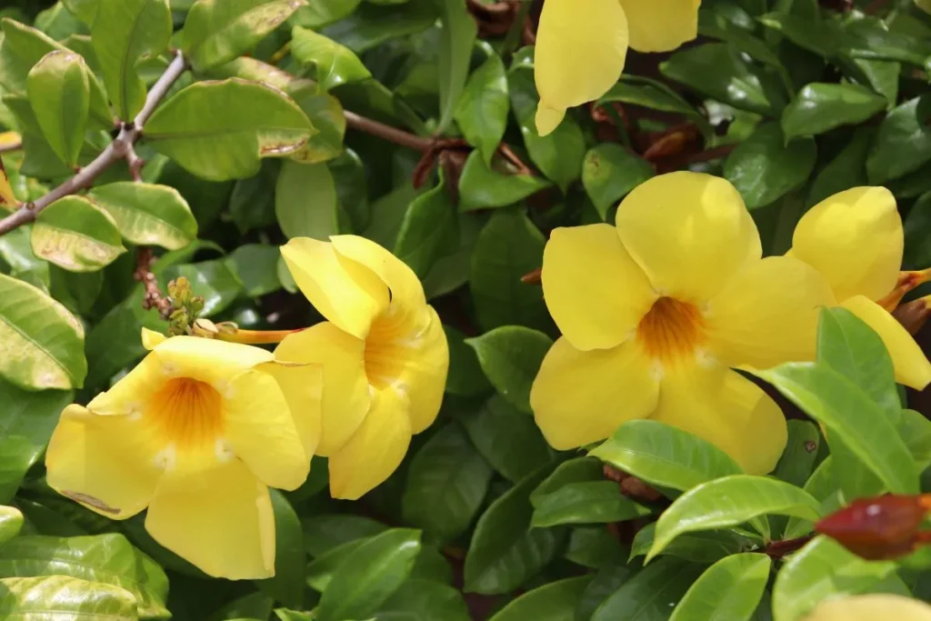 Flores amarelas da estação primavera, Allamanda cathartica