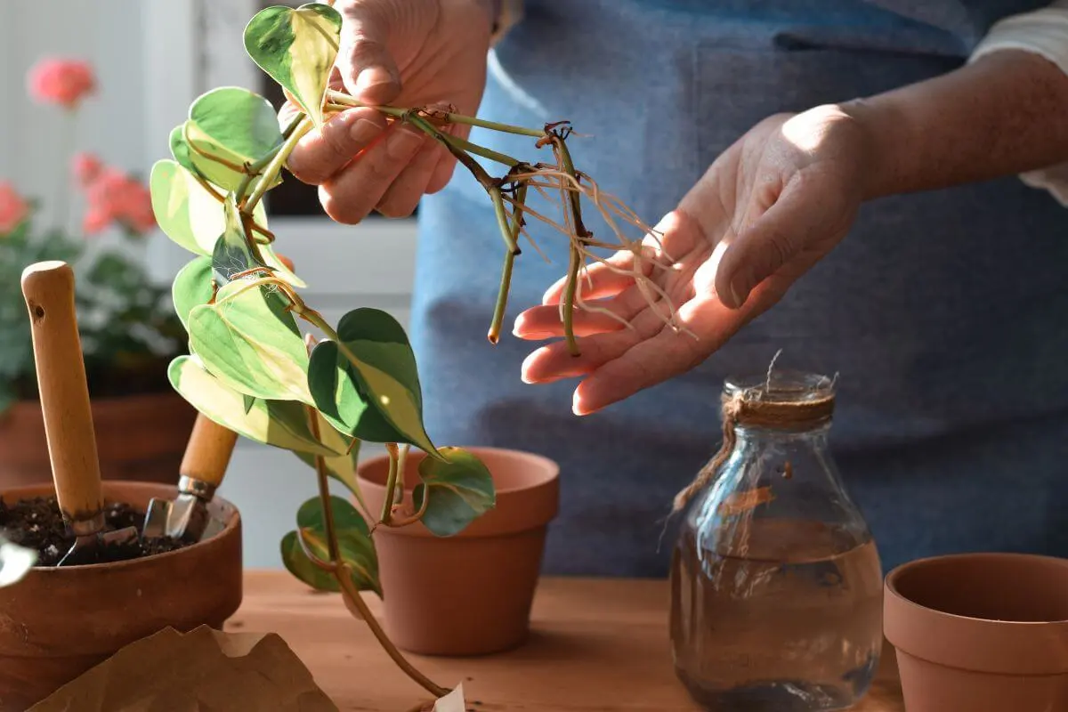 enraizamento de galhos de planta jiboia