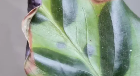 plantas com folhas queimadas nas pontas