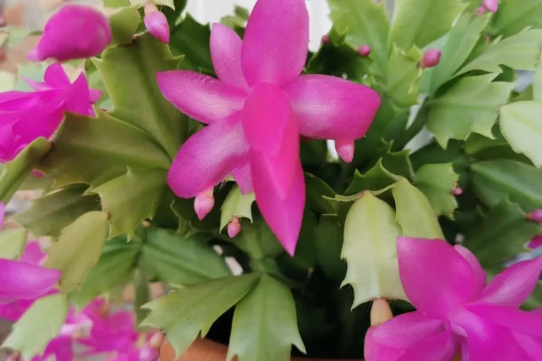 como cuidar da flor de maio com hastes verdes e flores rosas