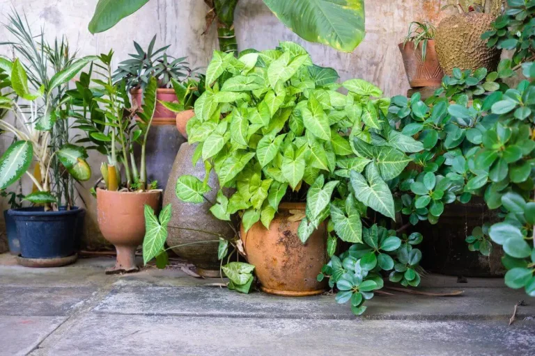 jardim de canto de parede