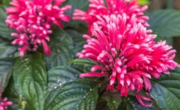 flores da estação primavera de cor vermelha em formato de plumas