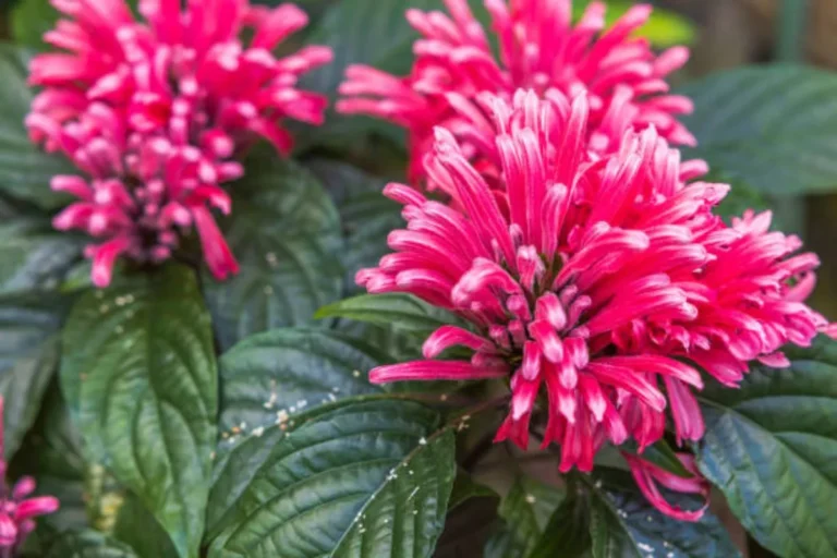 flores da estação primavera de cor vermelha em formato de plumas