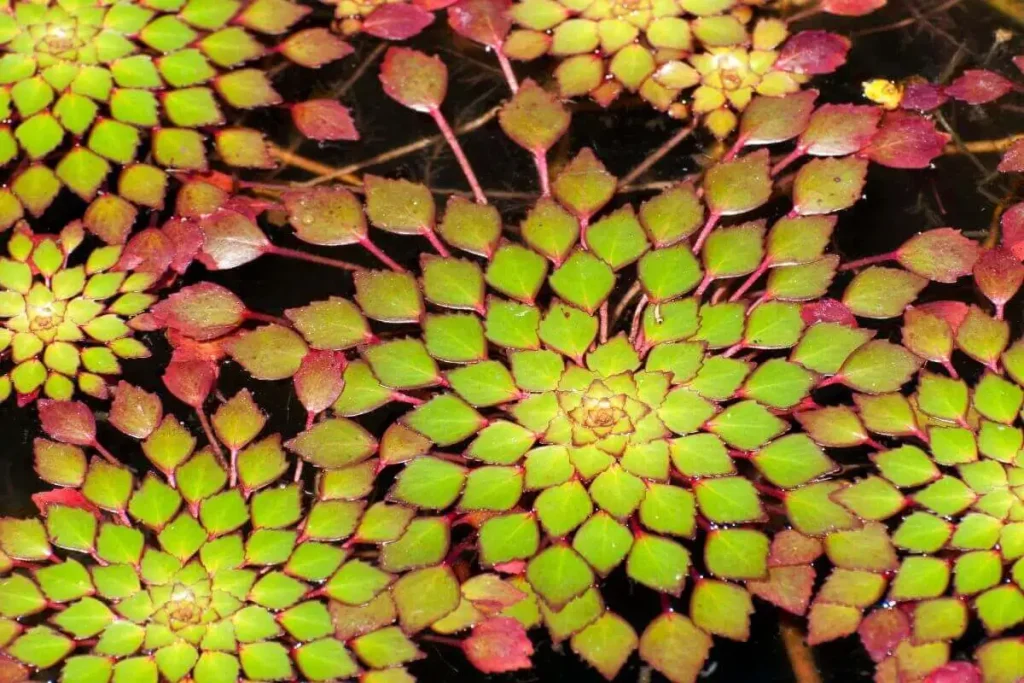 Ludwigia sedioides folhas em formato de mosaico flutuante