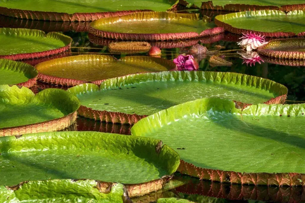 plantas aquáticas flutuantes victoria amazonica