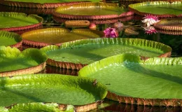 plantas aquáticas flutuantes victoria amazonica