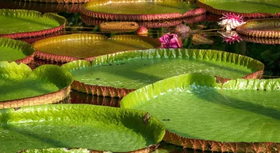 plantas aquáticas flutuantes victoria amazonica