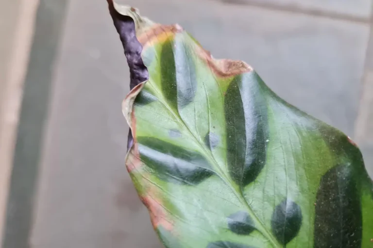 plantas com folhas queimadas nas pontas
