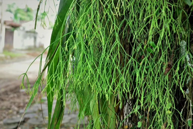 Cacto Ripsalis com muitas hastes verdes e pendentes em tronco de árvore