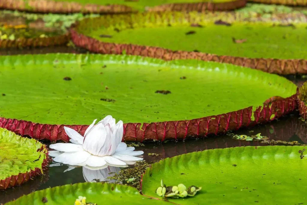 Victoria amazonica plantas aquáticas flutuantes