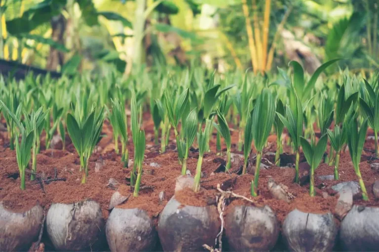 fazer muda de coco anão
