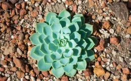 Echeveria secunda em solo pedregoso