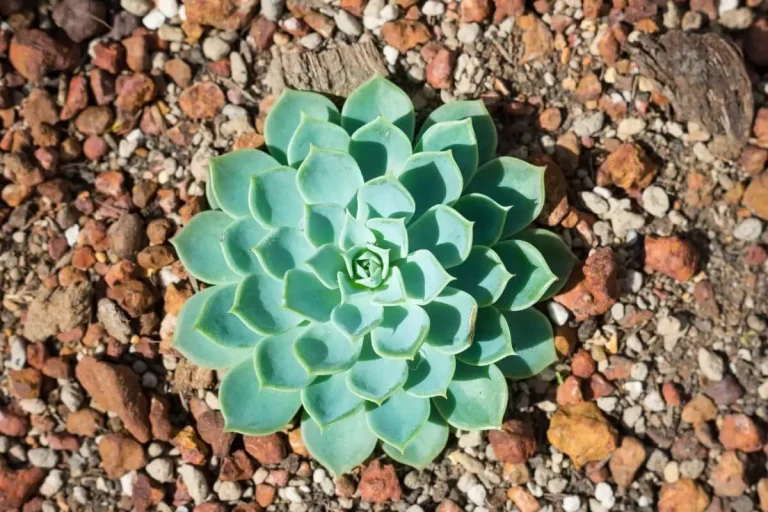 Echeveria secunda em solo pedregoso