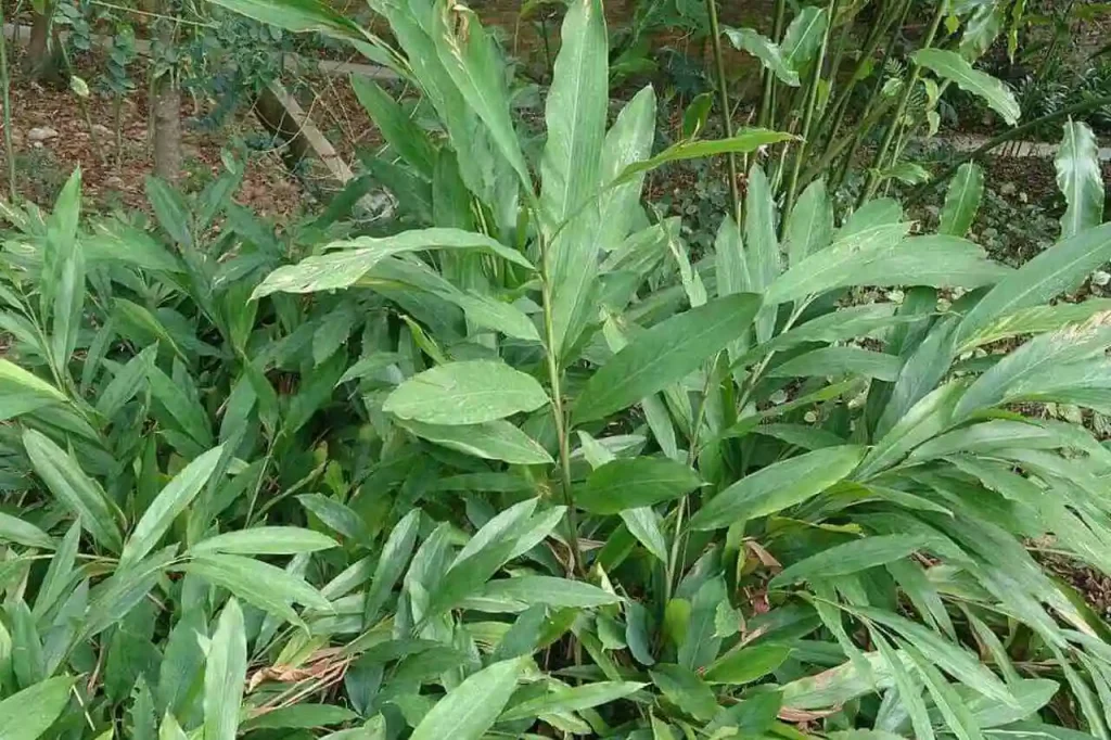 Ervas para sombra da espécie Cardamomo (Elettaria cardamomum)