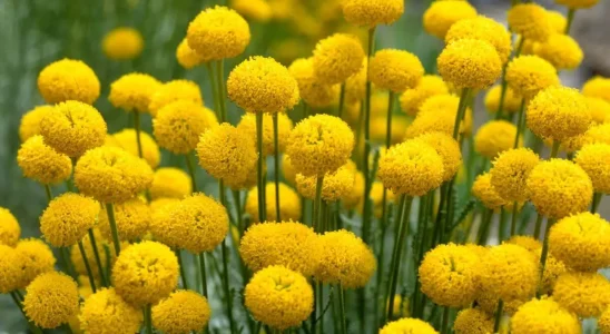 Flores amarelas da planta Santolina Chamaecyparissus