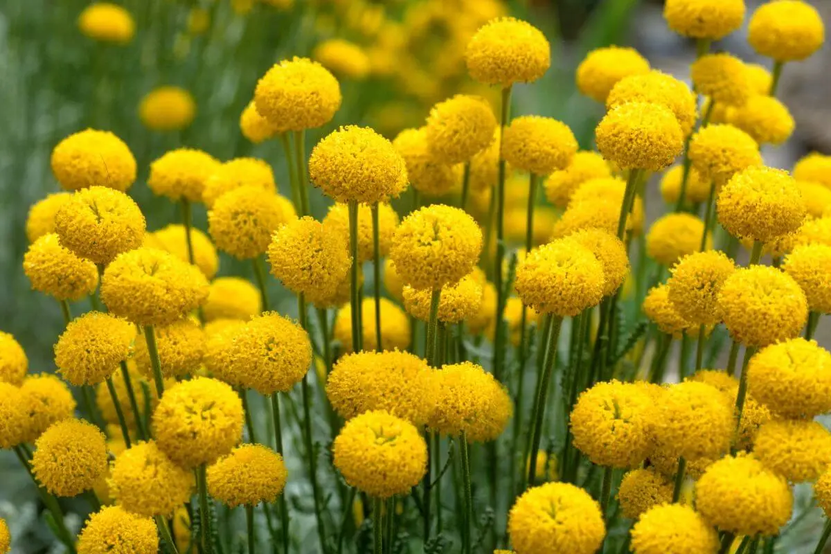 Flores amarelas da planta Santolina Chamaecyparissus