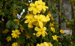 flores amarelas para o jardim espécie jasminum mesnyi