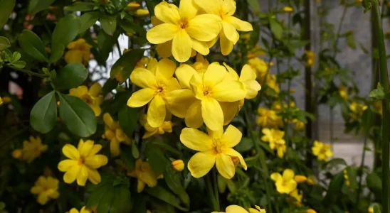 flores amarelas para o jardim espécie jasminum mesnyi