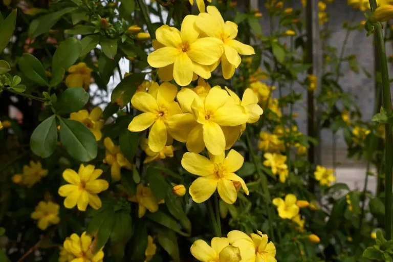 flores amarelas para o jardim espécie jasminum mesnyi