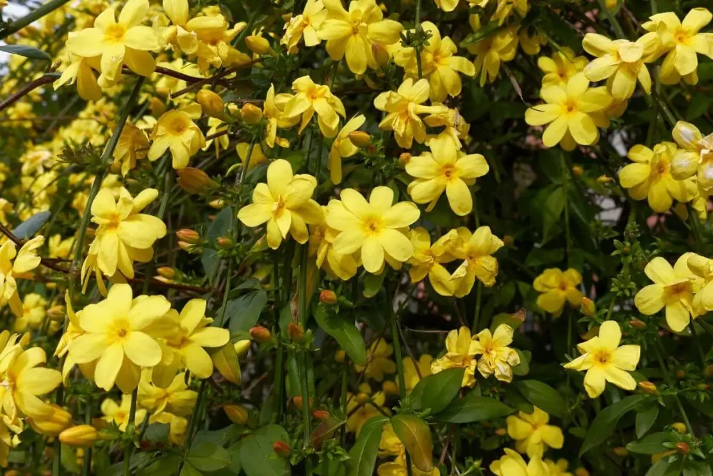 flores amarelas para o jardim