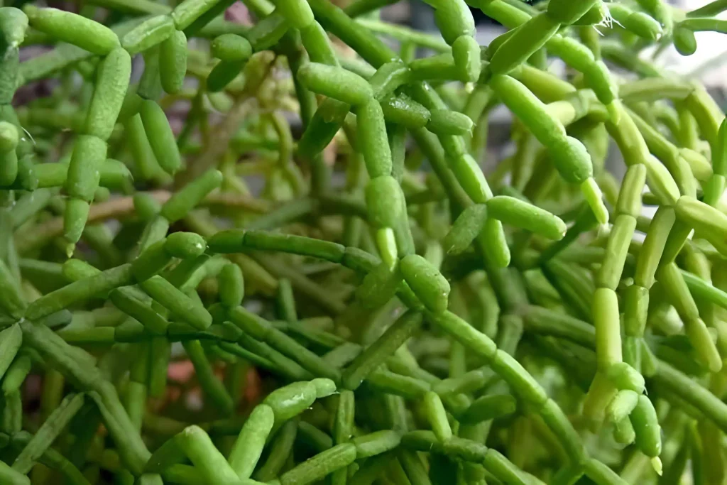 Cacto Rhipsalis cereuscula com hastes ramificadas verdes