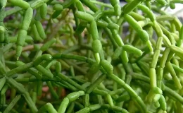 Rhipsalis cereuscula com hastes verdes ramificadas