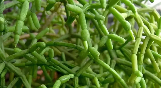 Rhipsalis cereuscula com hastes verdes ramificadas