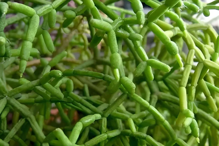 Rhipsalis cereuscula com hastes verdes ramificadas