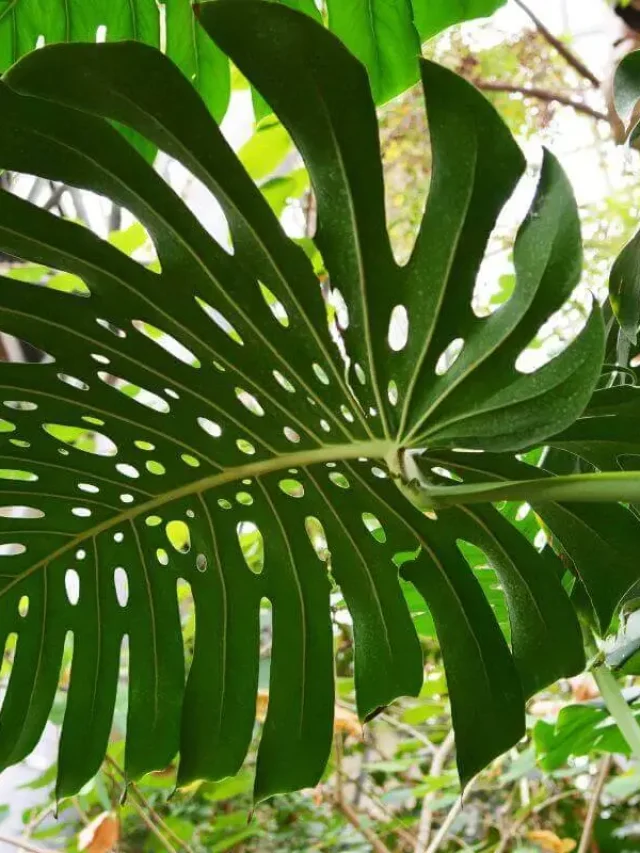 Monstera Deliciosa ou Costela-de-adão