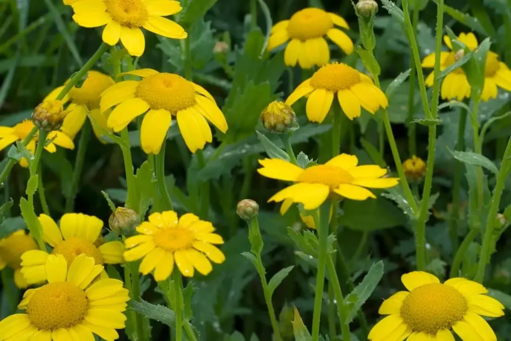 Glebionis segetum flores amarelas 