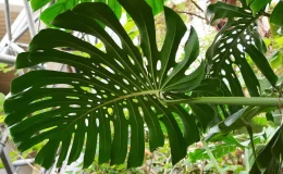 Folha, parte inferior da Monstera Deliciosa