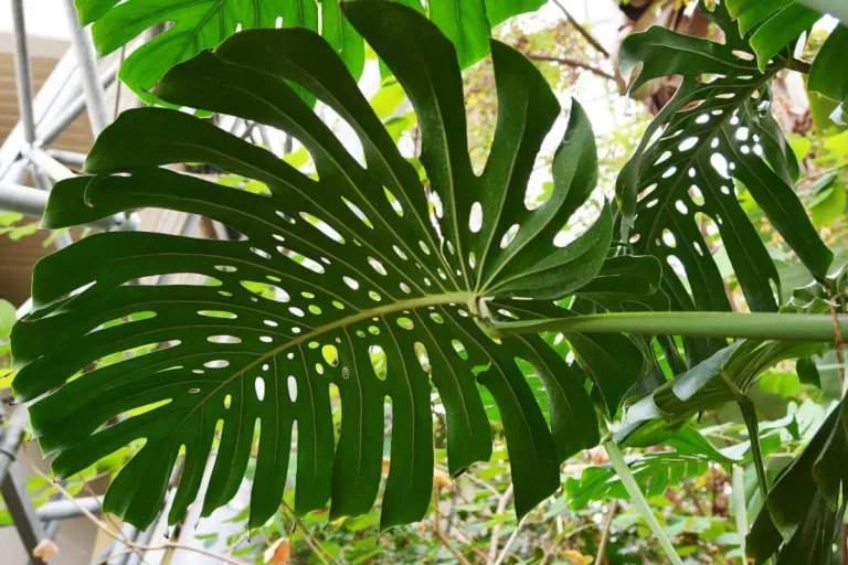Folha, parte inferior da Monstera Deliciosa