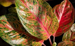 Folhas da Aglaonema-vermelha