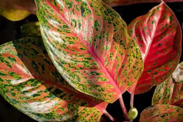 Folhas da Aglaonema-vermelha