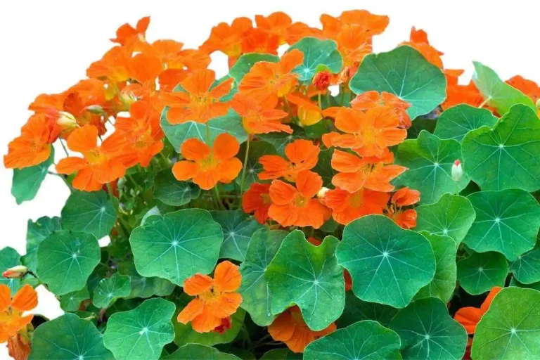 Planta Capuchinha com folhas arredondadas verde e flores vermelhas