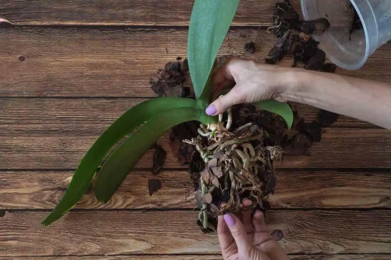 Como Fazer Muda Da Haste Da Orquídea