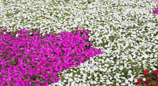 Jardim com Maria-sem-vergonha com flores de cores brancas e rosadas