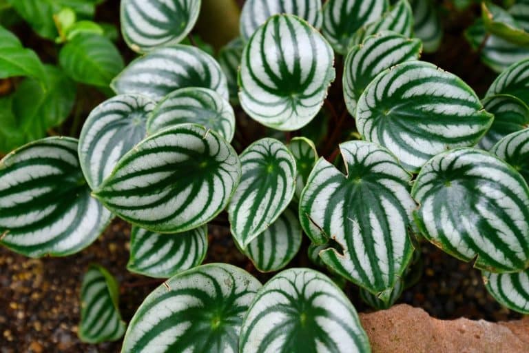 Peperômia melancia como cuidar das folhas em faixas verdes e claras