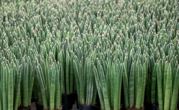 Sansevieria Cylindrica