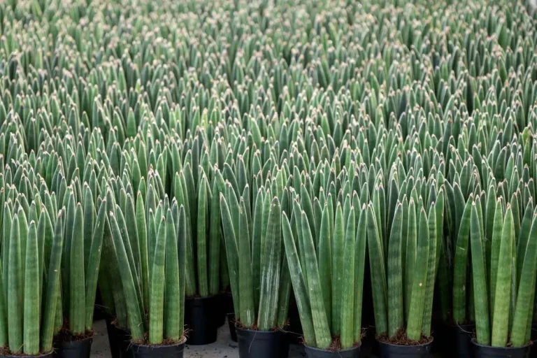 Sansevieria Cylindrica