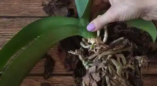 Como Fazer Muda Da Haste Da Orquídea
