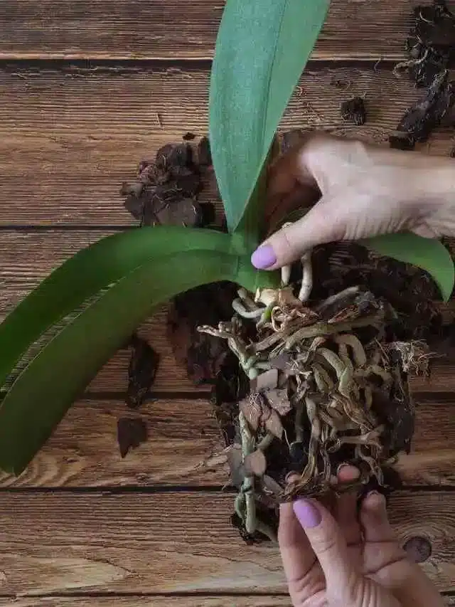 Como Fazer Muda Da Haste Da Orquídea Phalaenopsis
