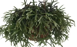 Rhipsalis pilocarpa em vaso suspenso