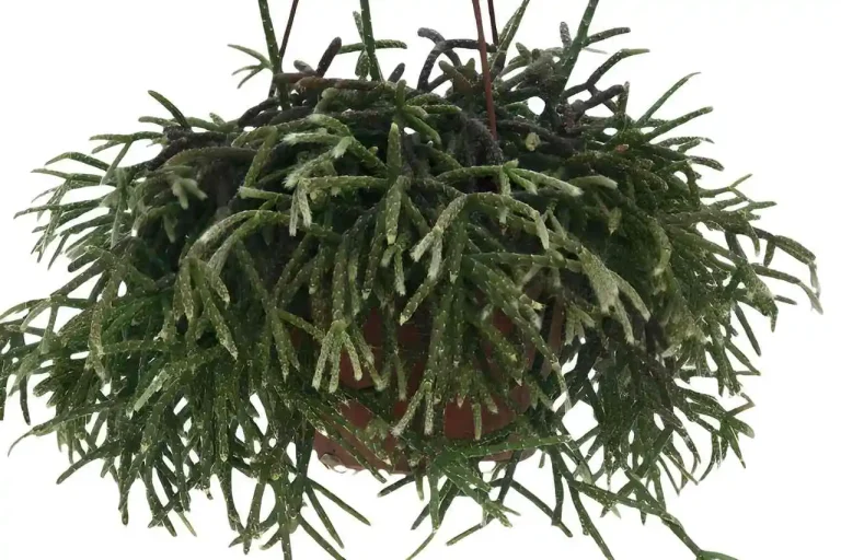 Rhipsalis pilocarpa em vaso suspenso