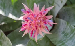 Aechmea fasciata com bracteas rosas e flores roxas e folhas verde manchadas