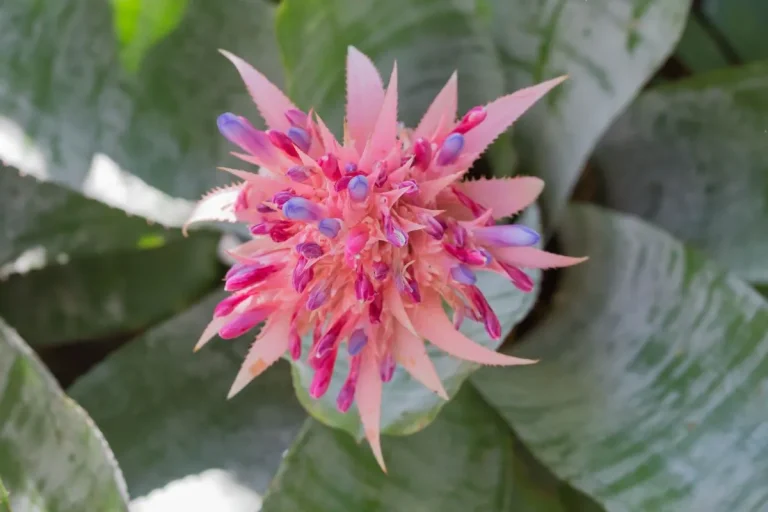 Aechmea fasciata com bracteas rosas e flores roxas e folhas verde manchadas