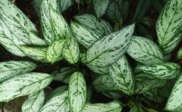 Aglaonema Silver Bay